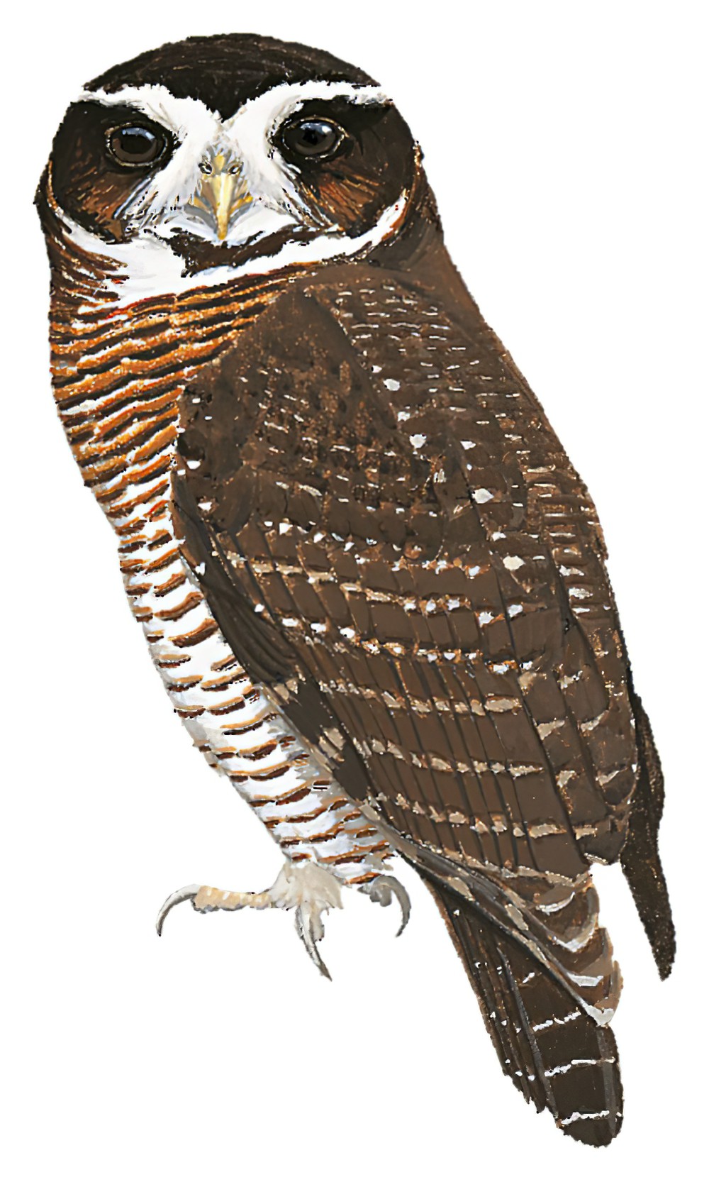 Band-bellied Owl / Pulsatrix melanota