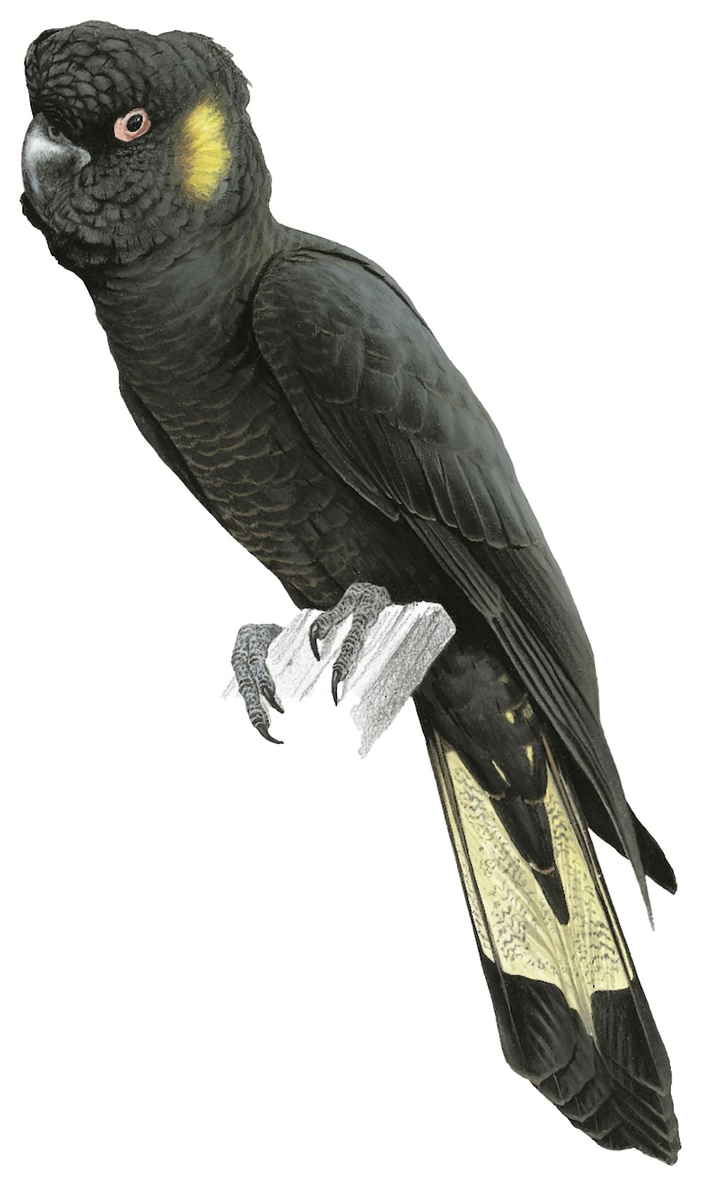 Yellow-tailed Black-Cockatoo / Calyptorhynchus funereus