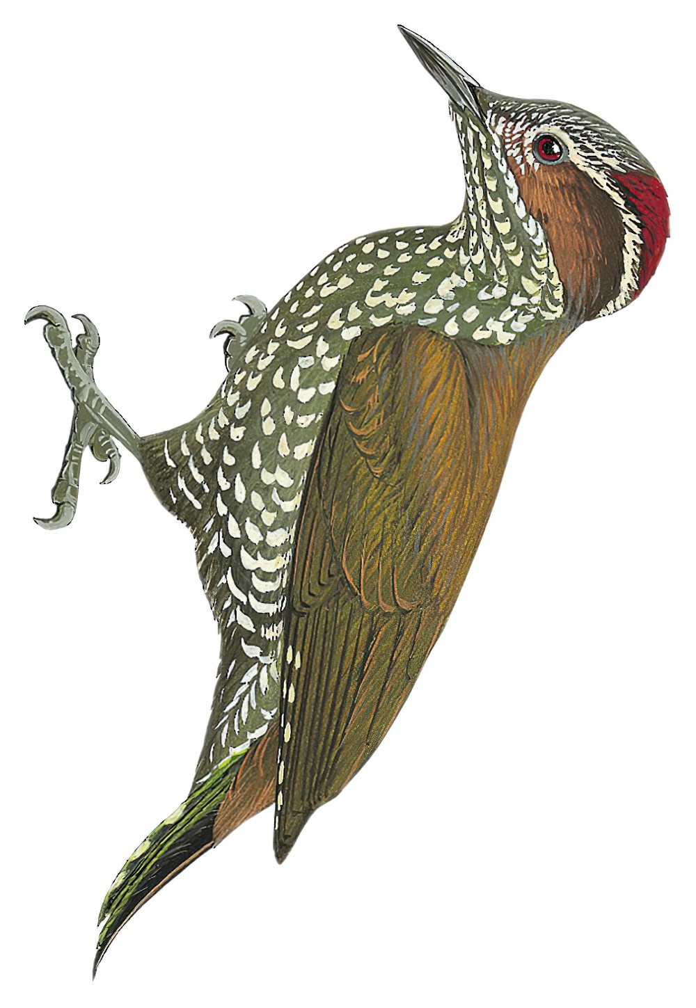 Brown-eared Woodpecker / Campethera caroli