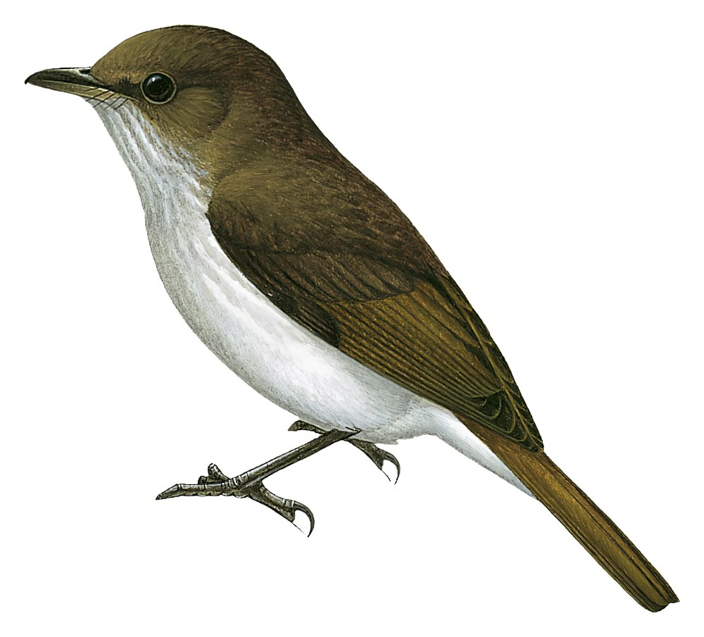 Buru Jungle-Flycatcher / Eumyias additus
