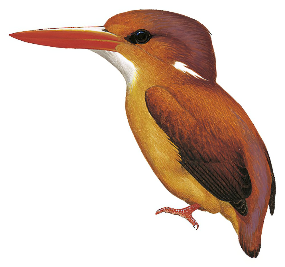Rufous-backed Dwarf-Kingfisher / Ceyx rufidorsa