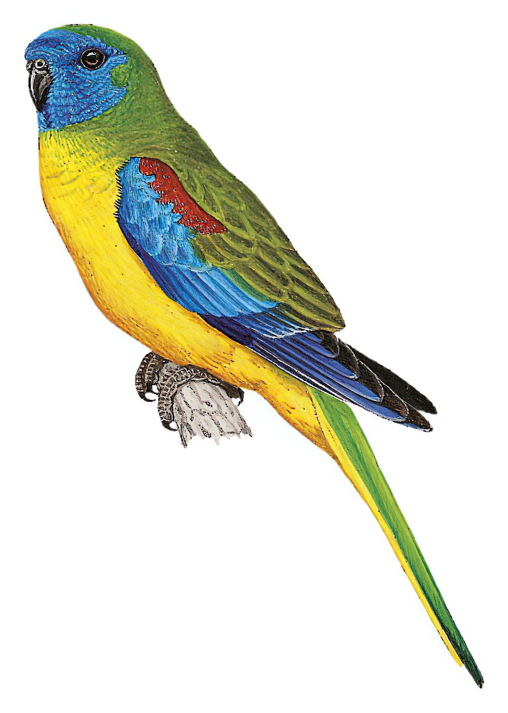 Turquoise Parrot / Neophema pulchella