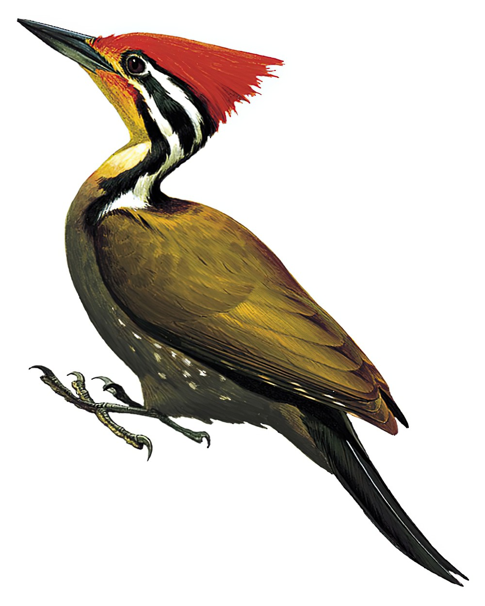 Olive-backed Woodpecker / Dinopium rafflesii