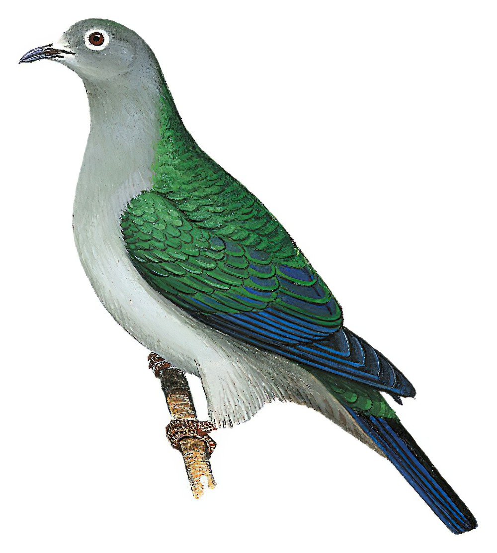 Spectacled Imperial-Pigeon / Ducula perspicillata