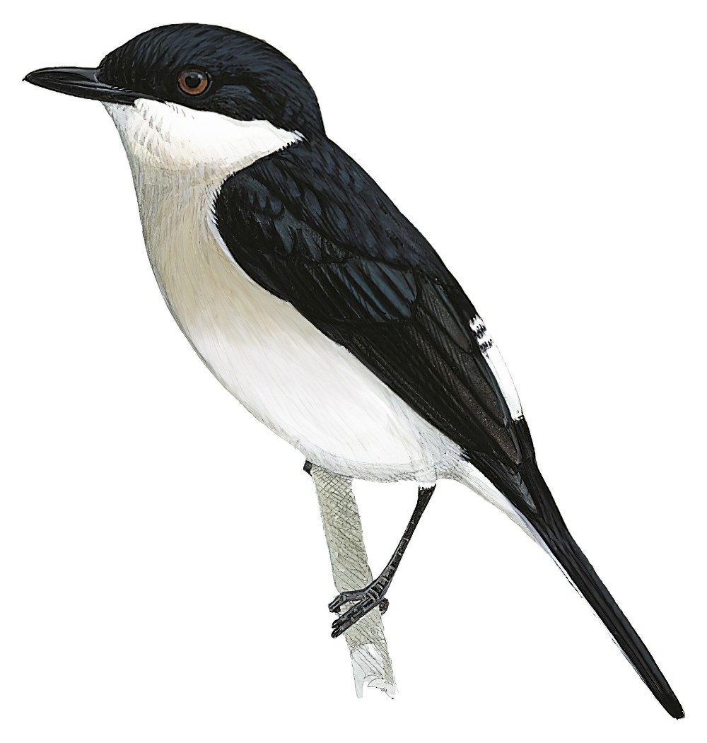 Black-winged Flycatcher-shrike / Hemipus hirundinaceus