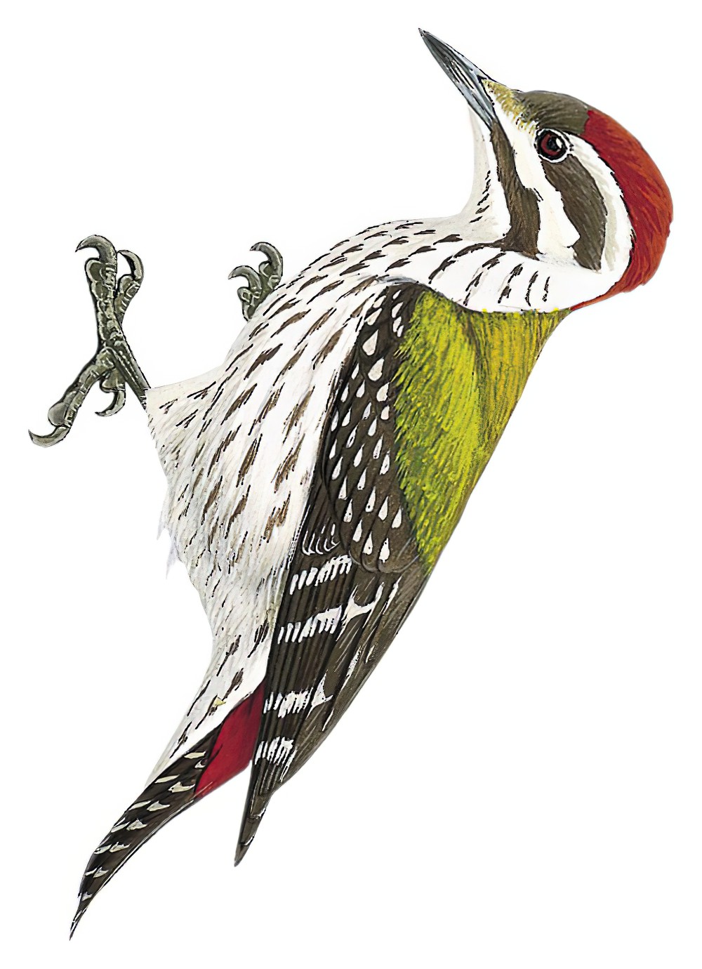 Abyssinian Woodpecker / Chloropicus abyssinicus