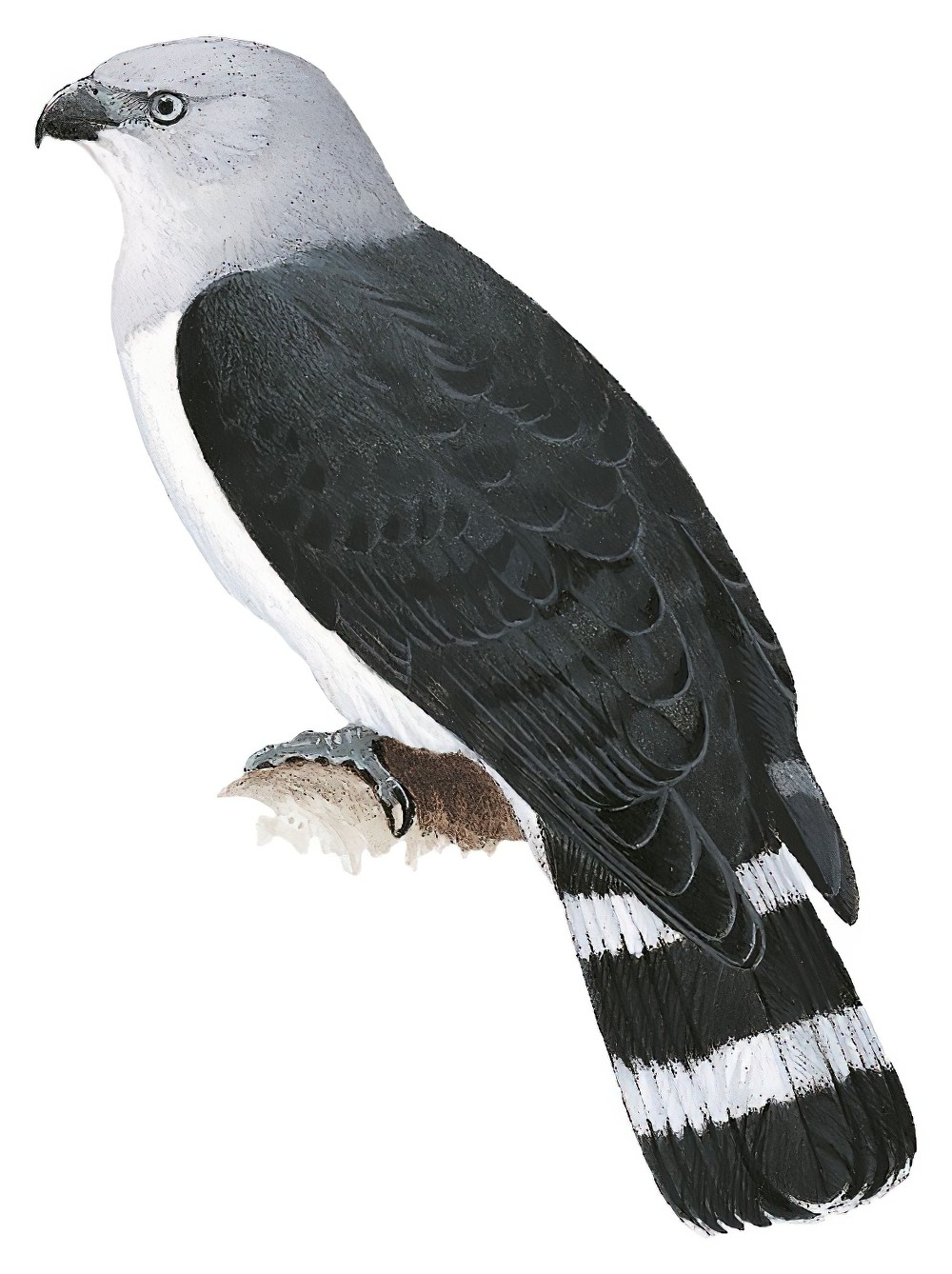 Gray-headed Kite / Leptodon cayanensis