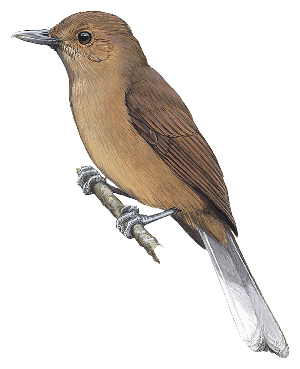 Southern Shrikebill / Clytorhynchus pachycephaloides