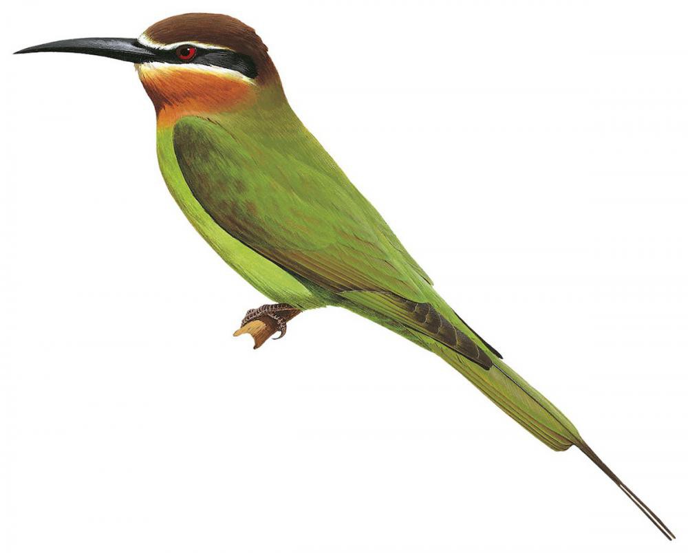 Madagascar Bee-eater / Merops superciliosus
