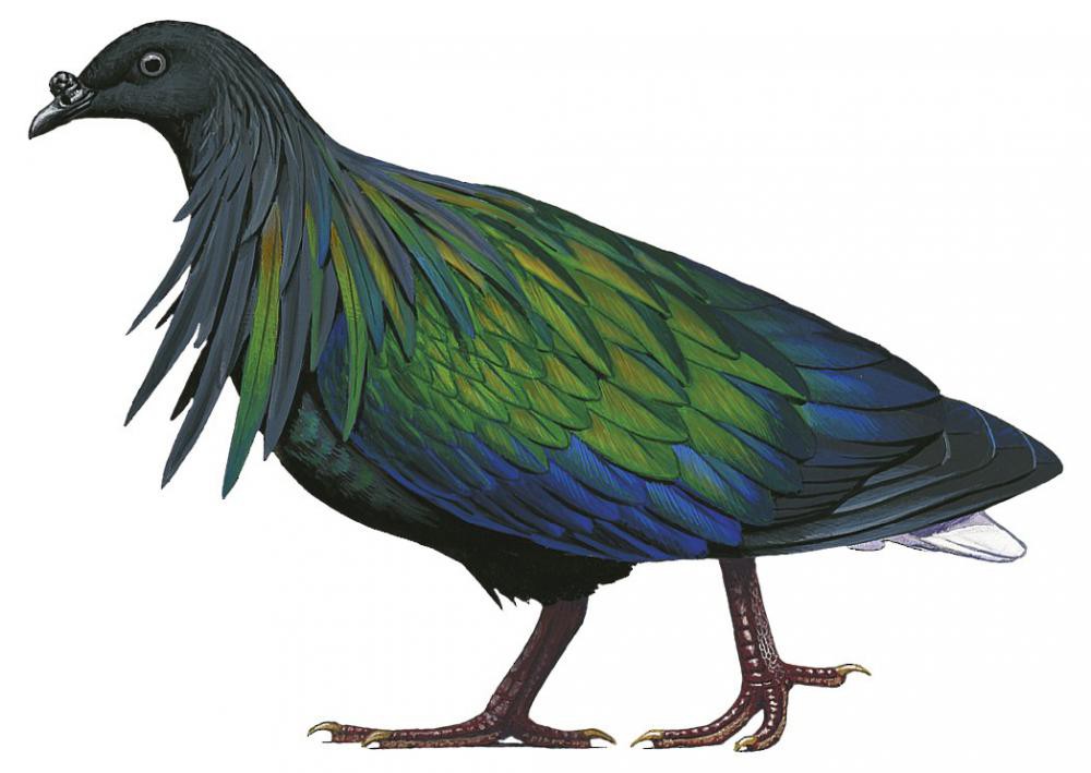 Nicobar Pigeon / Caloenas nicobarica