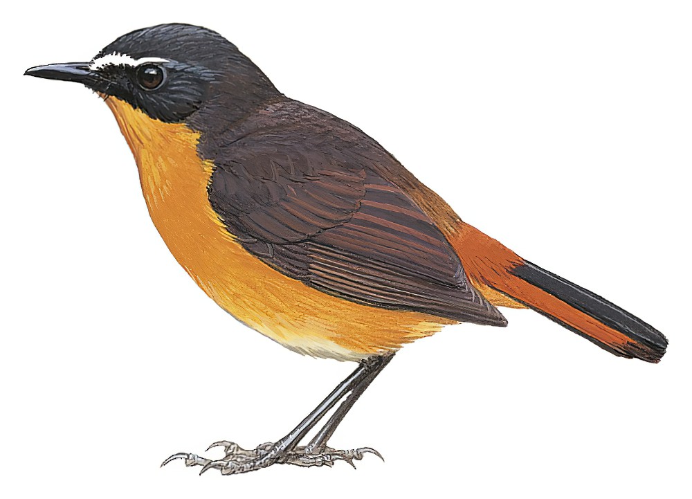 Mountain Robin-Chat / Cossypha isabellae