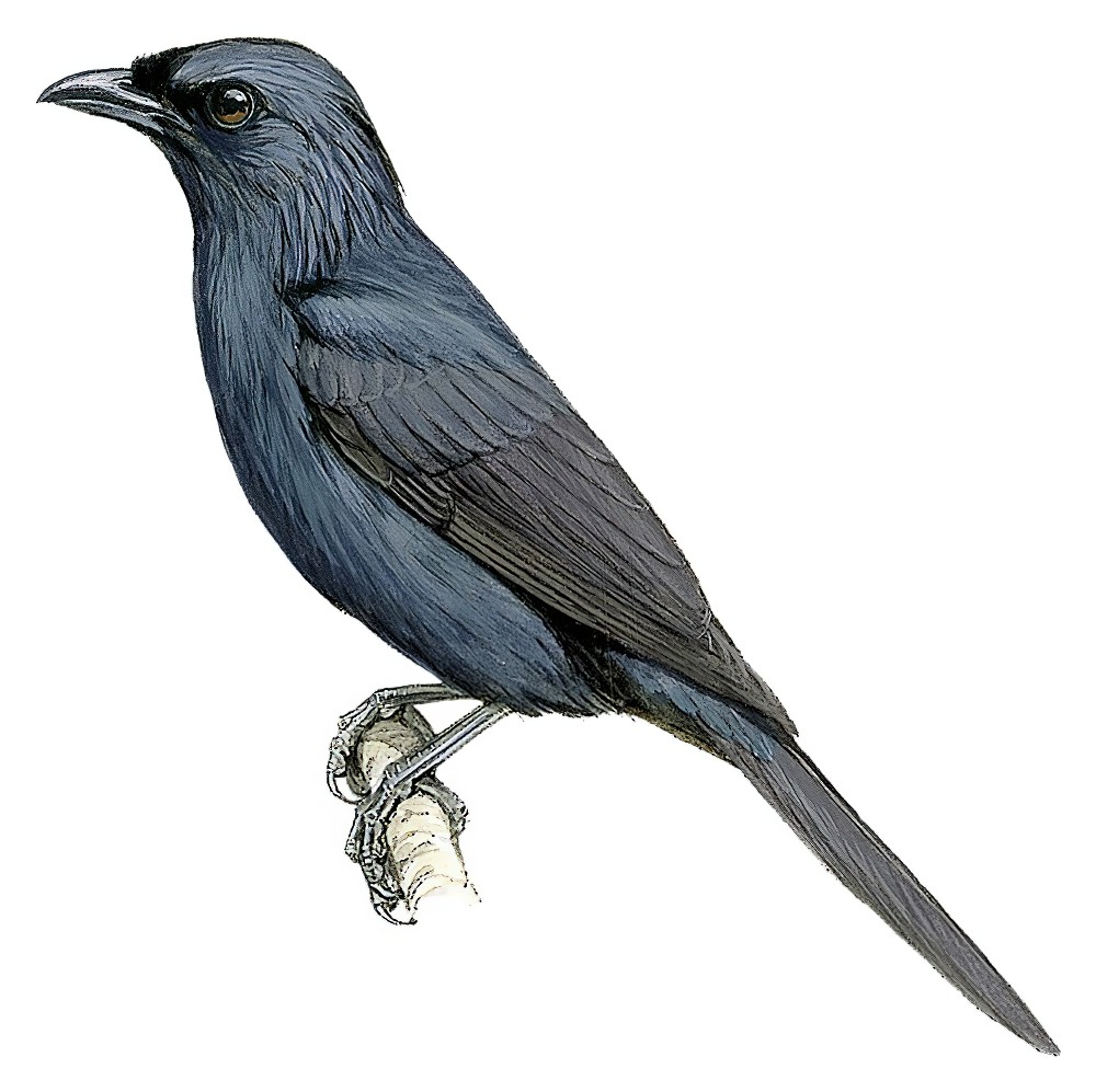 Moluccan Starling / Aplonis mysolensis