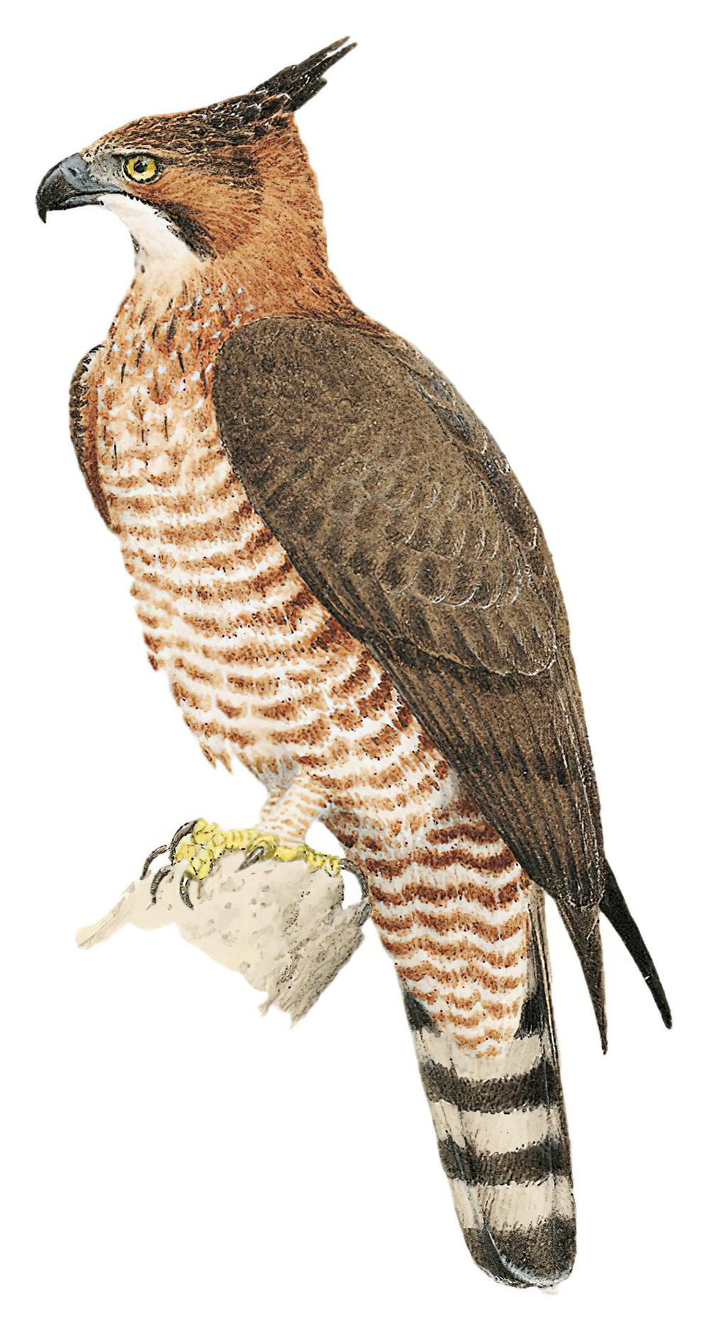 Javan Hawk-Eagle / Nisaetus bartelsi