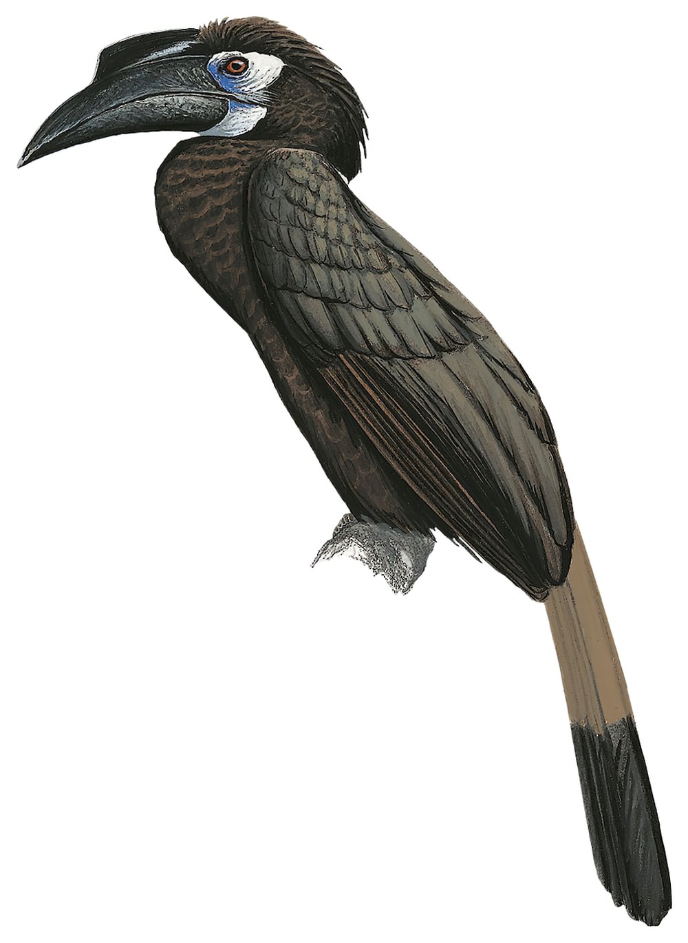 Bushy-crested Hornbill / Anorrhinus galeritus