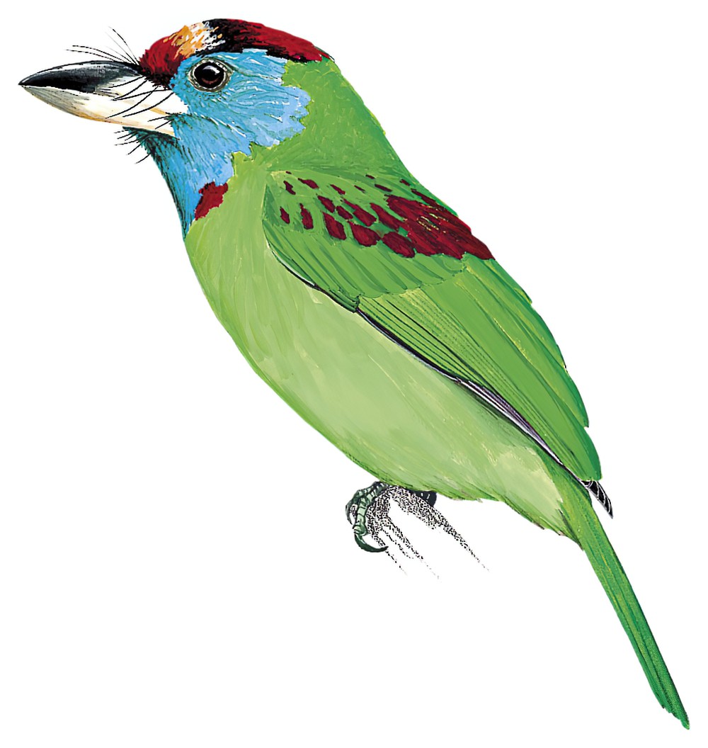 Blue-throated Barbet / Psilopogon asiaticus