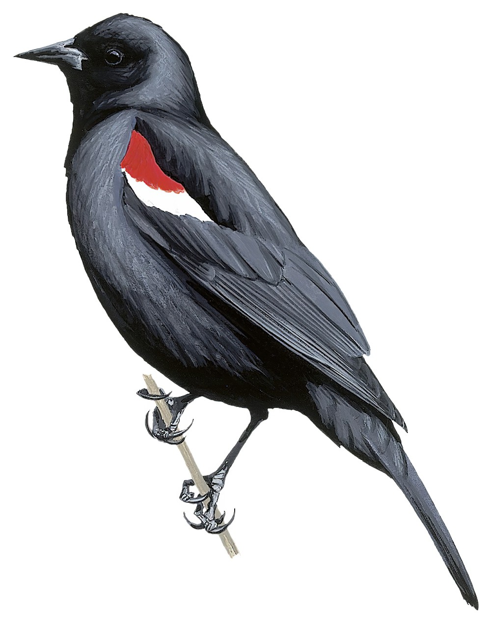 Tricolored Blackbird / Agelaius tricolor
