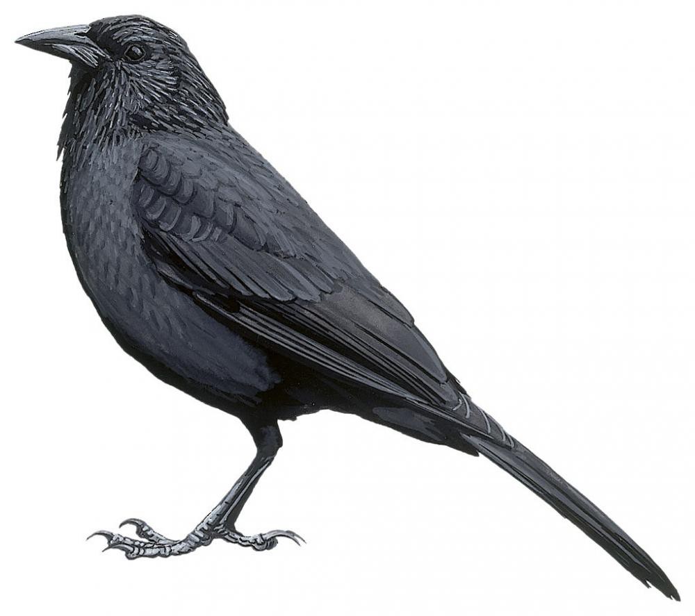 Chopi Blackbird / Gnorimopsar chopi
