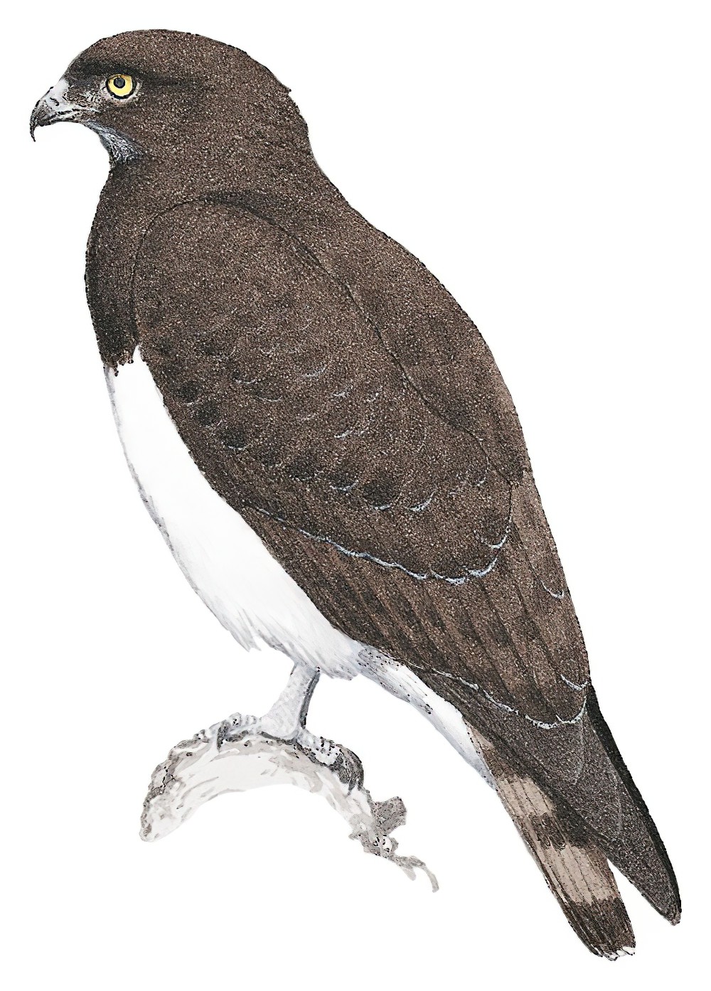 Black-chested Snake-Eagle / Circaetus pectoralis