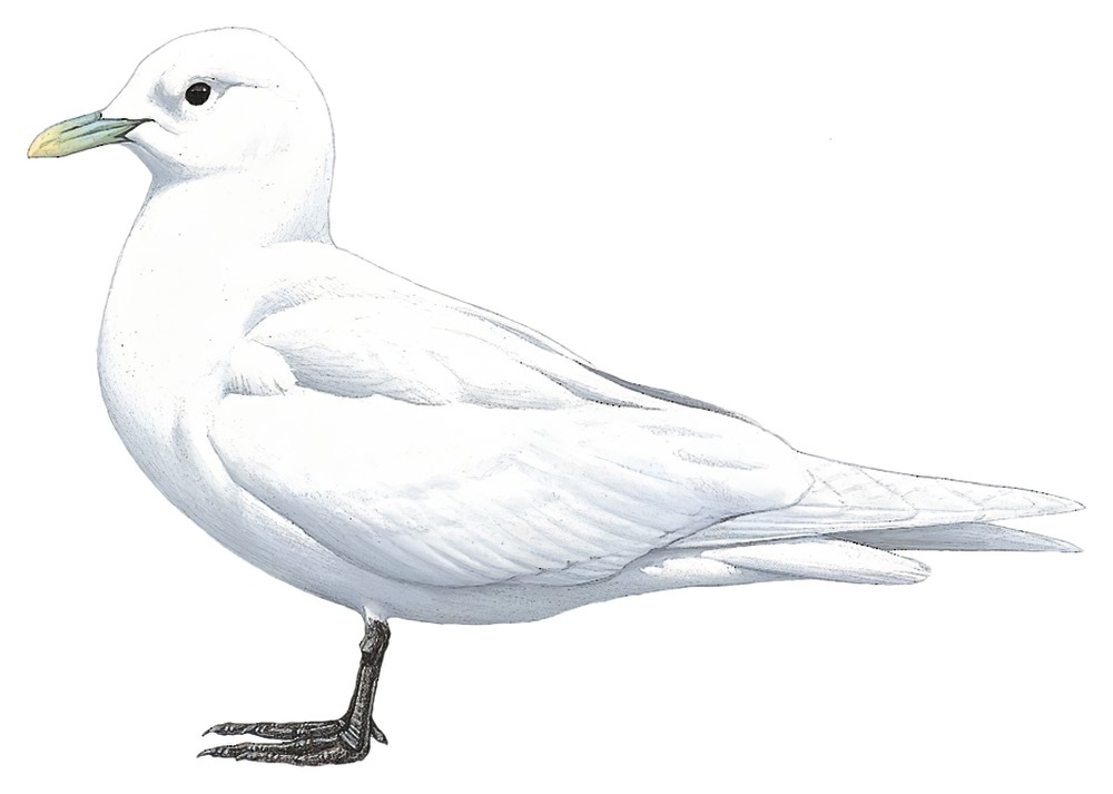 Ivory Gull / Pagophila eburnea