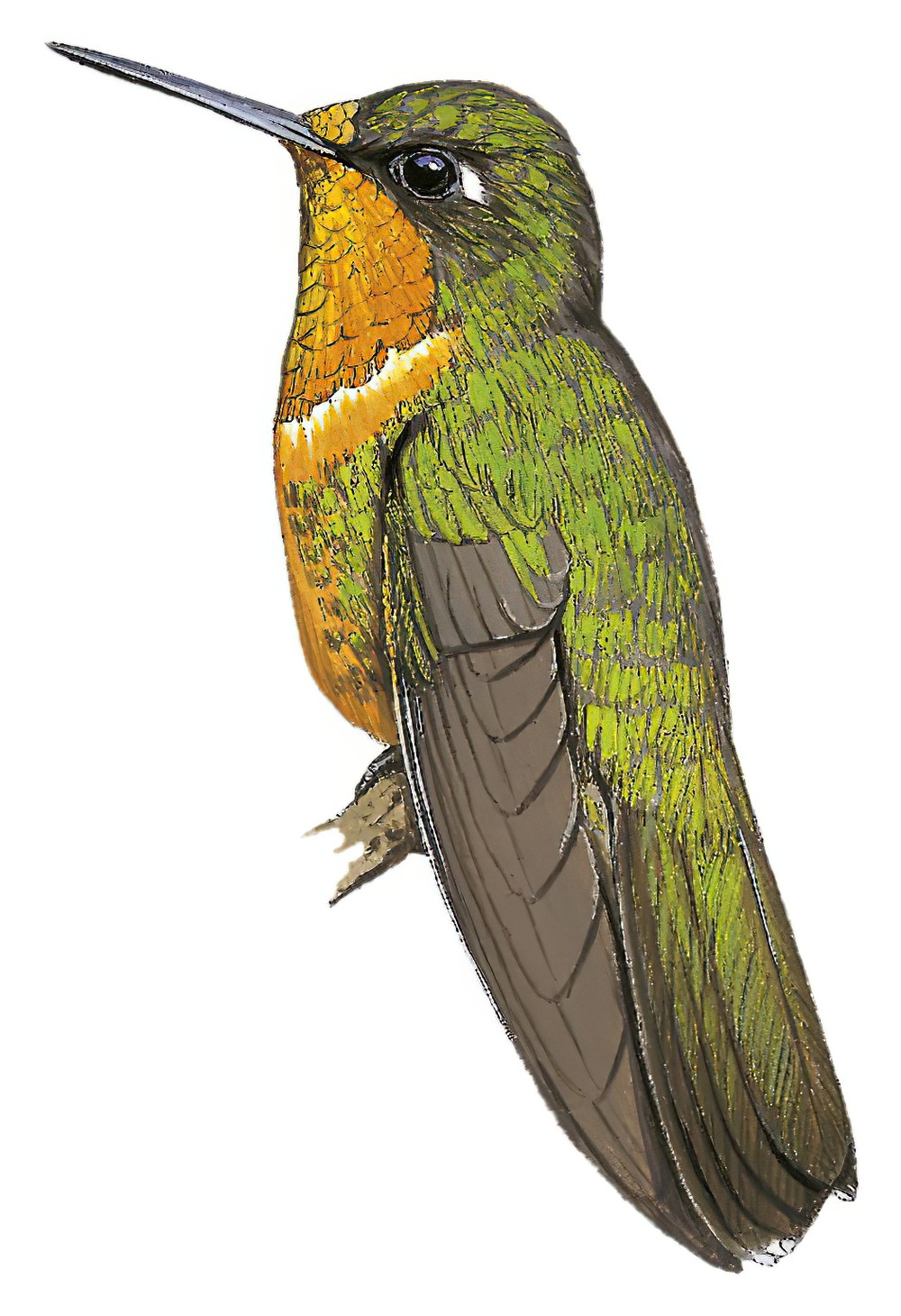 Orange-throated Sunangel / Heliangelus mavors