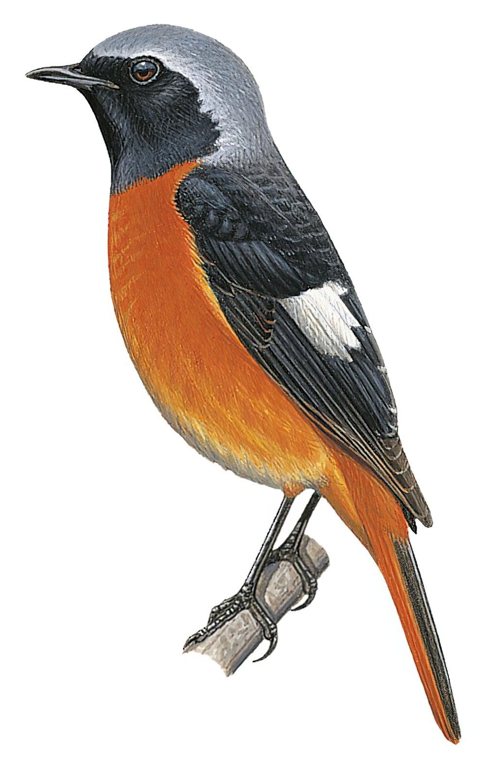 Daurian Redstart / Phoenicurus auroreus