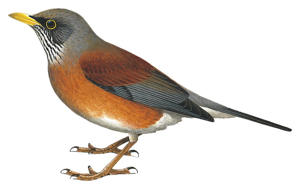 Rufous-backed Robin / Turdus rufopalliatus