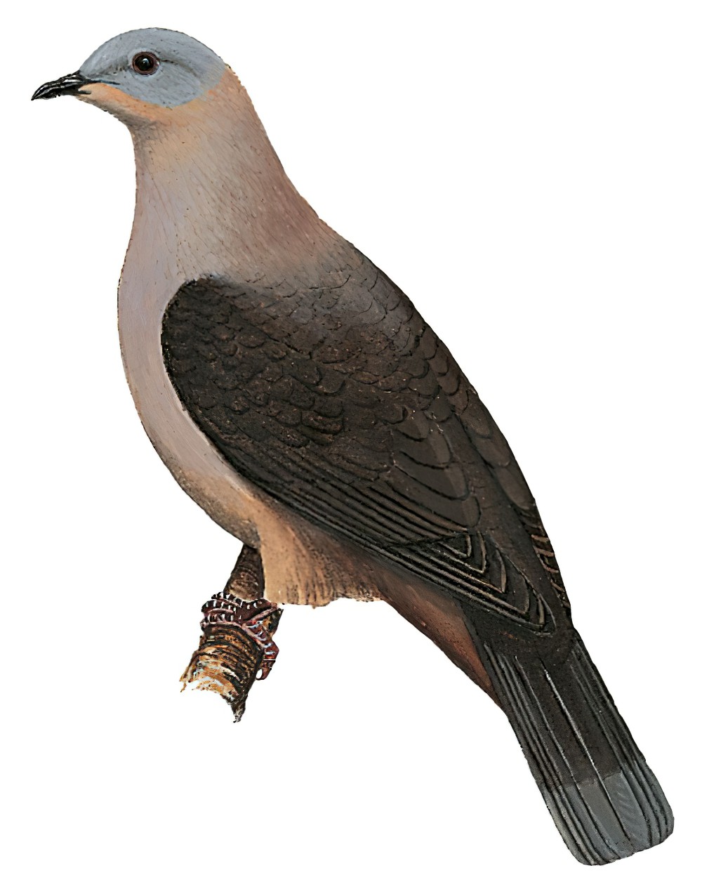 Dark-backed Imperial-Pigeon / Ducula lacernulata