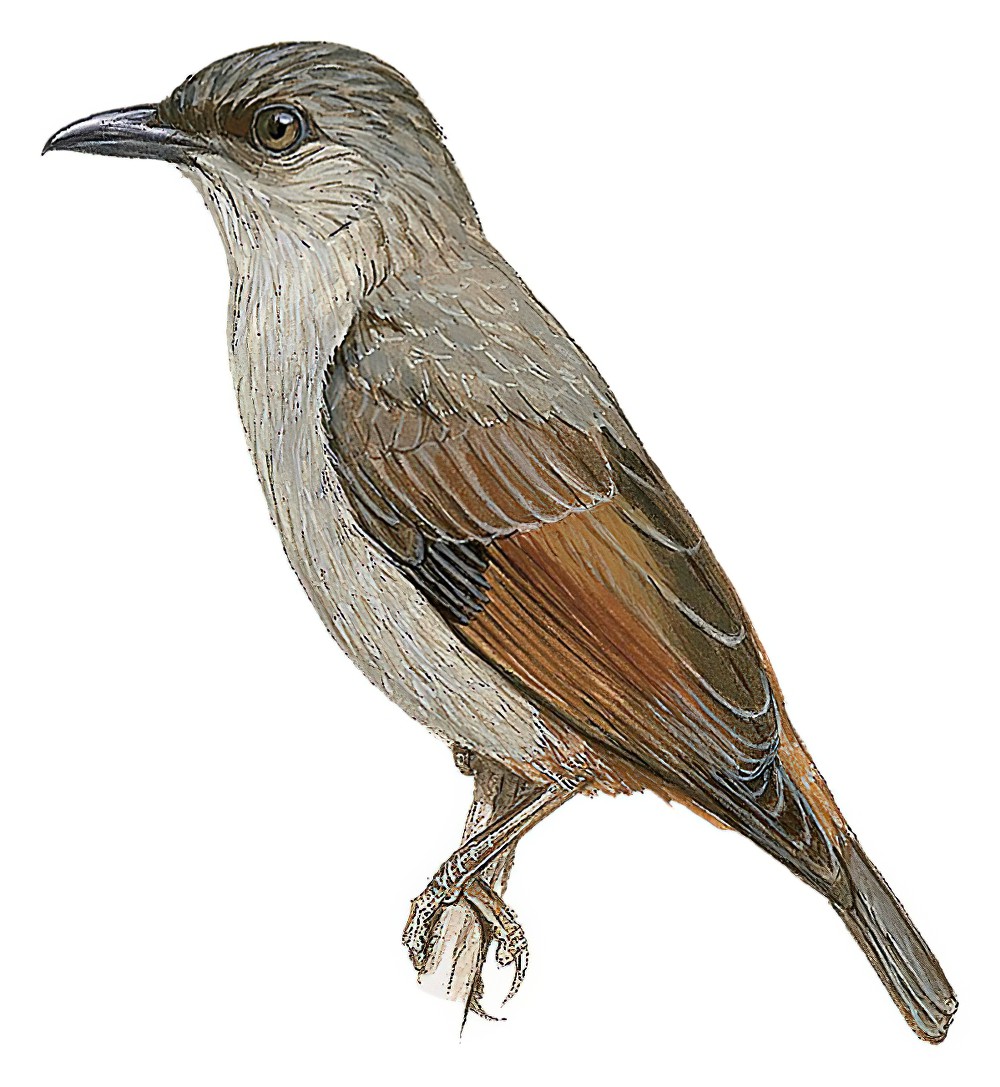 Rusty-winged Starling / Aplonis zelandica