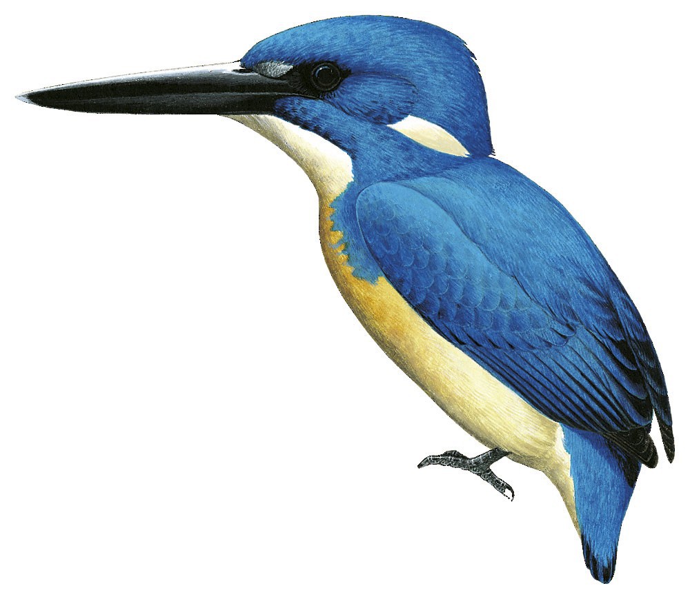 Bismarck Kingfisher / Ceyx websteri