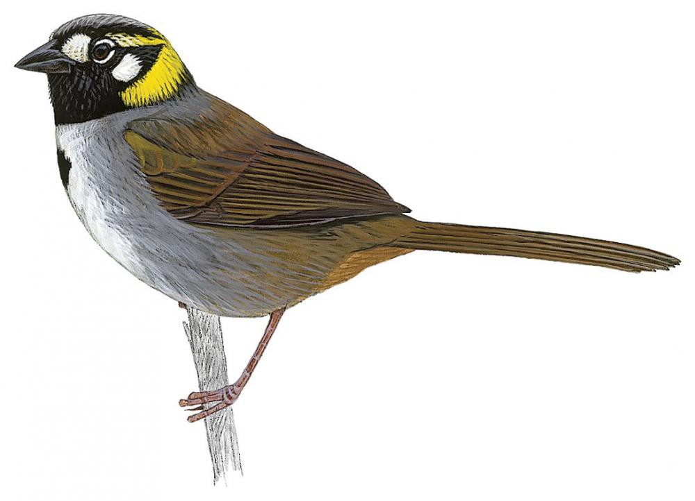 White-eared Ground-Sparrow / Melozone leucotis