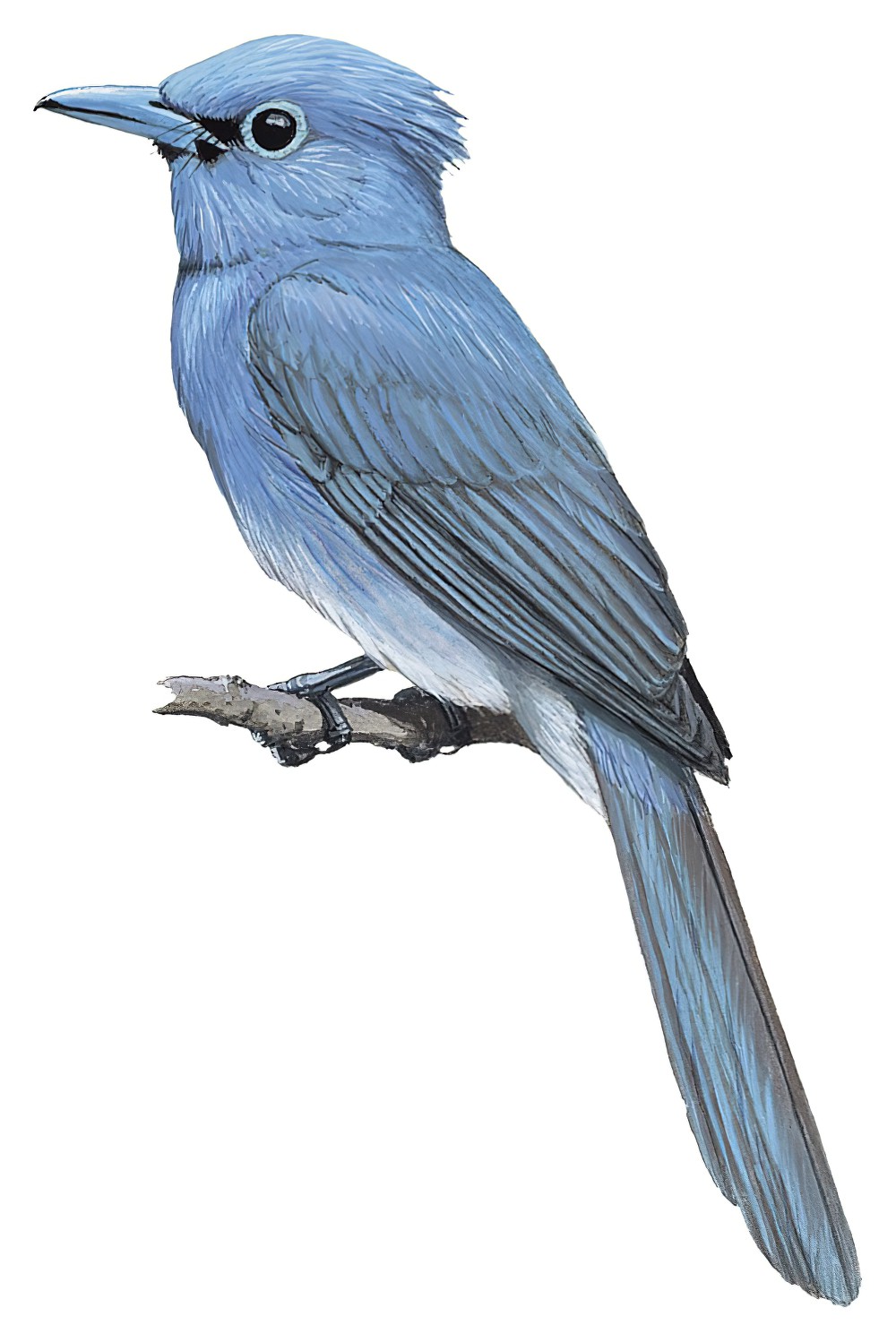 Blue Paradise-Flycatcher / Terpsiphone cyanescens