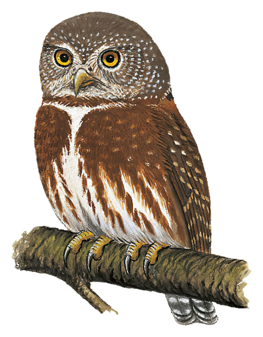 Tamaulipas Pygmy-Owl / Glaucidium sanchezi