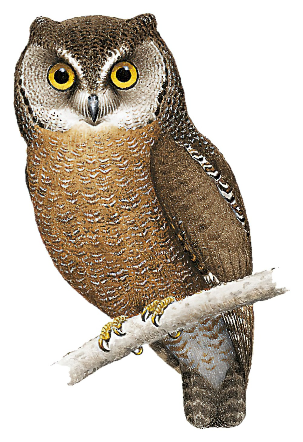 Biak Scops-Owl / Otus beccarii