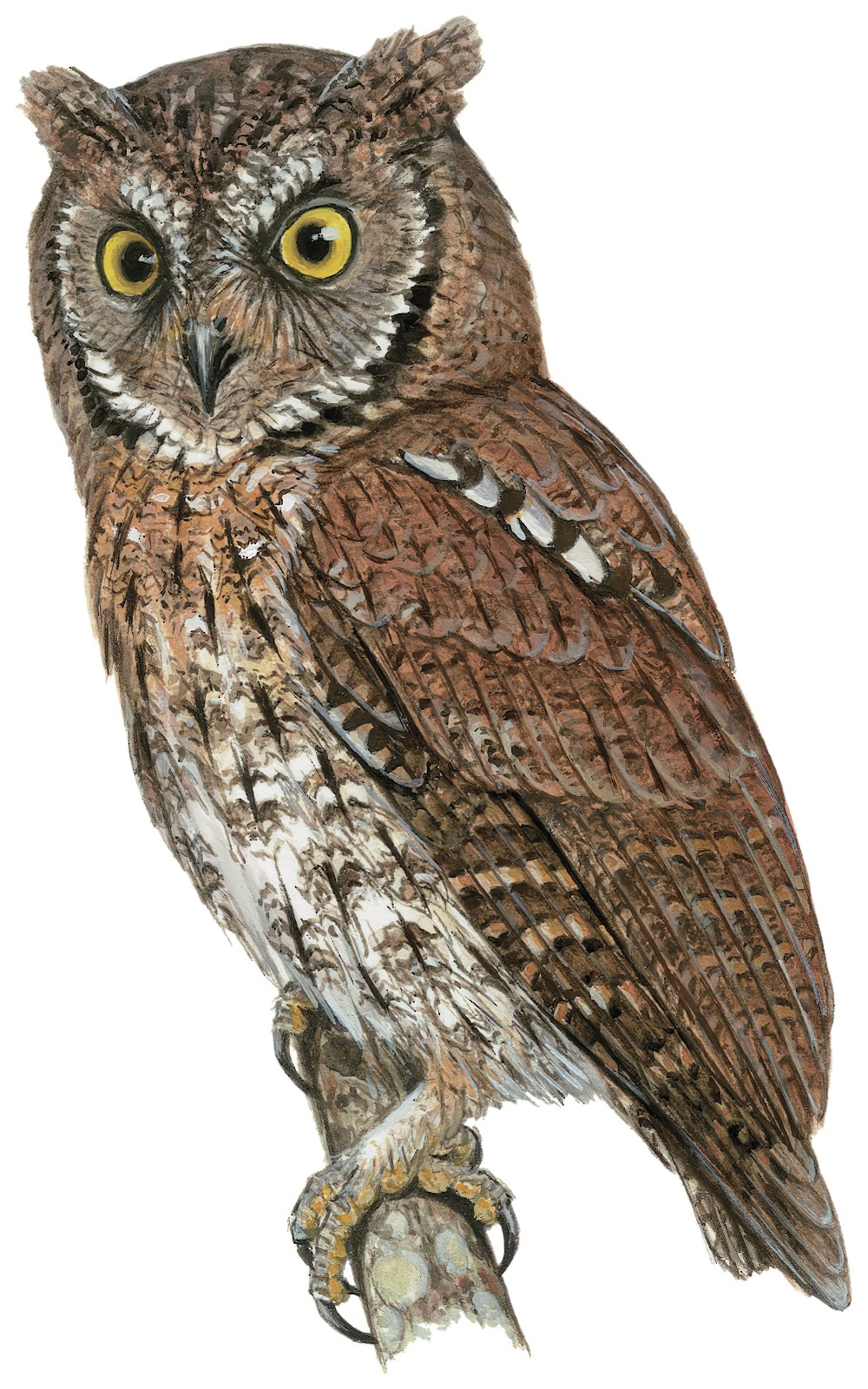 Rinjani Scops-Owl / Otus jolandae