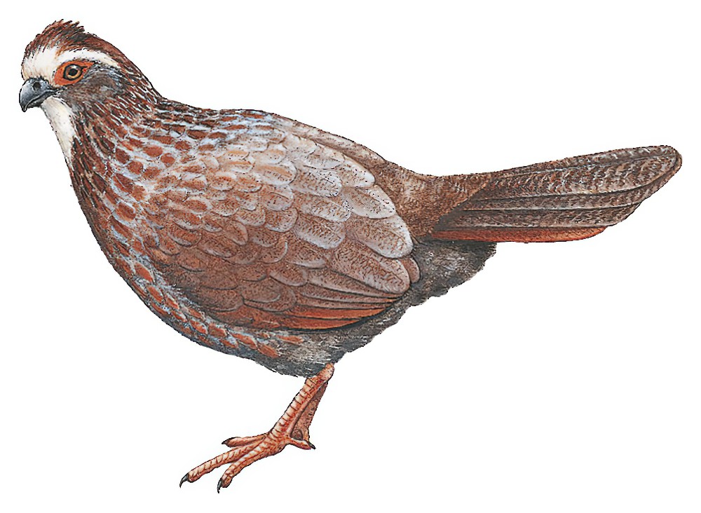 Buffy-crowned Wood-Partridge / Dendrortyx leucophrys
