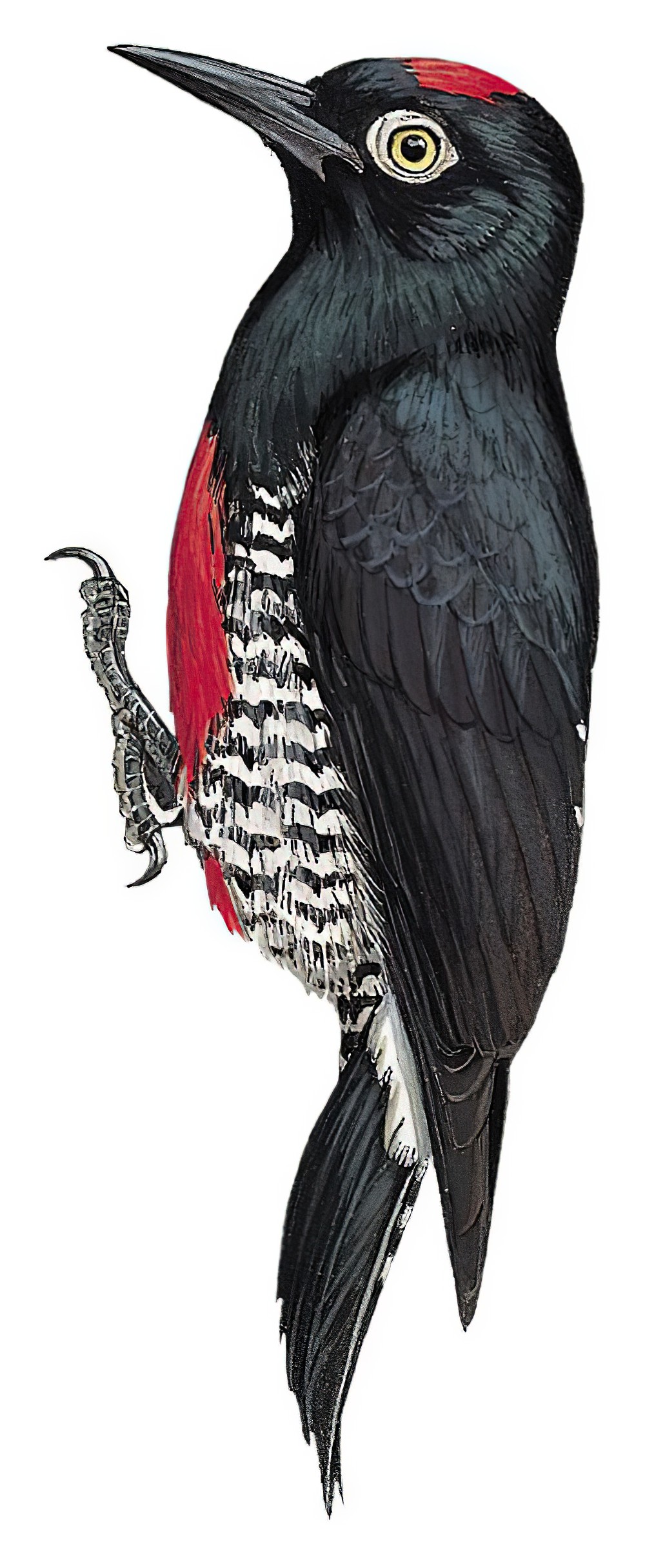 Yellow-tufted Woodpecker / Melanerpes cruentatus