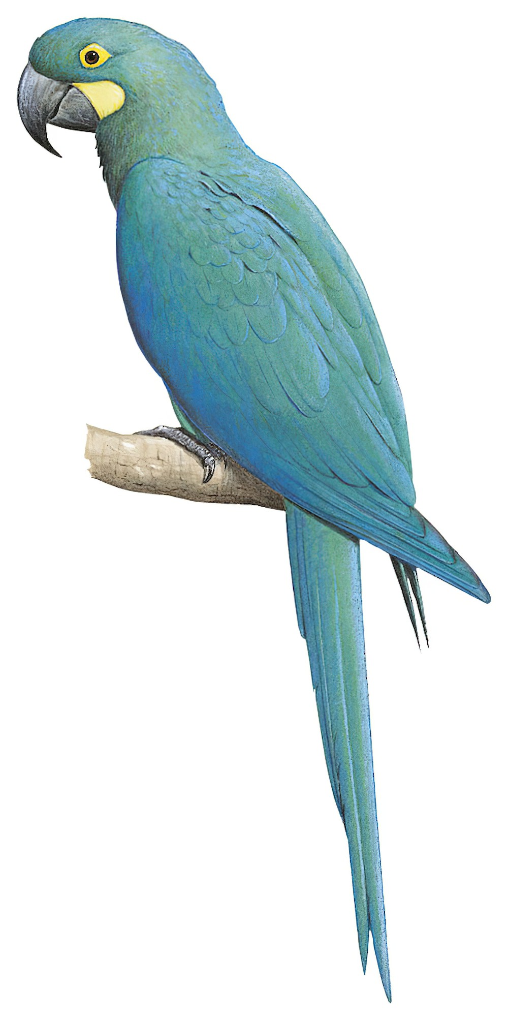 Glaucous Macaw / Anodorhynchus glaucus