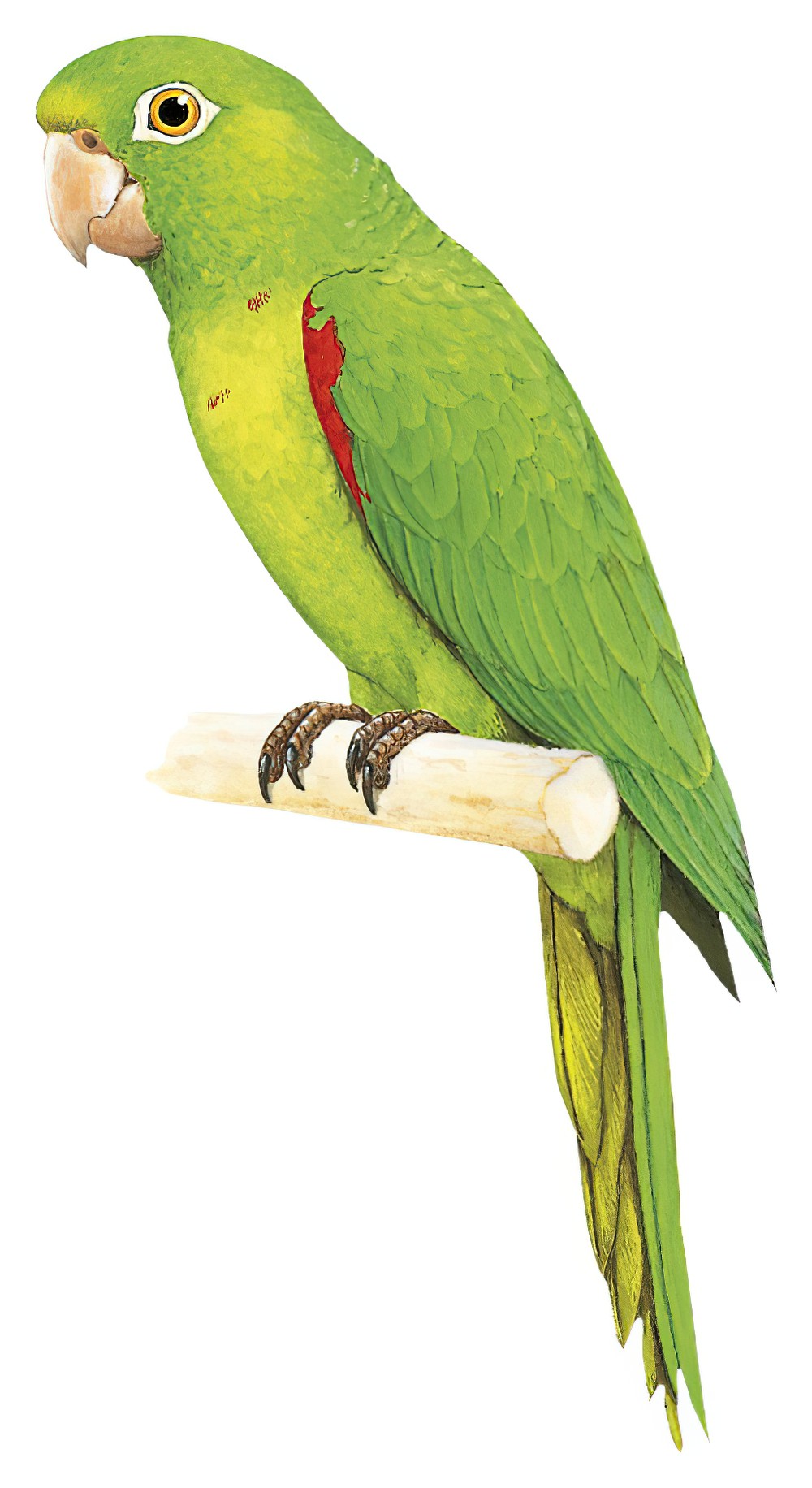 Hispaniolan Parakeet / Psittacara chloropterus
