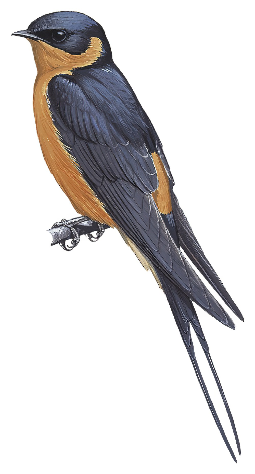 Rufous-chested Swallow / Cecropis semirufa