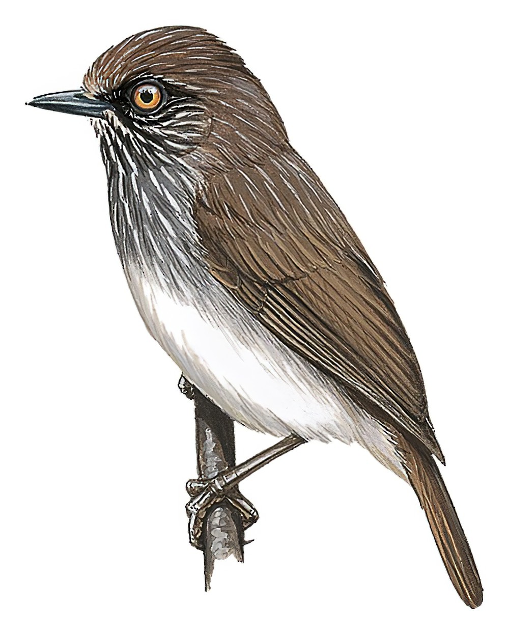 Visayan Pygmy-Babbler / Dasycrotapha pygmaea