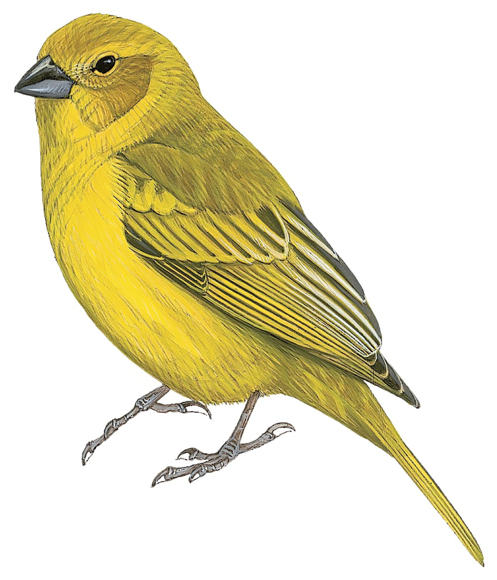 Puna Yellow-Finch / Sicalis lutea