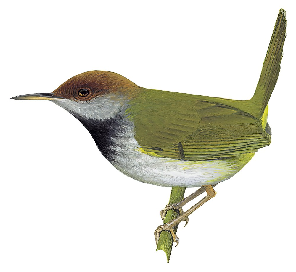Dark-necked Tailorbird / Orthotomus atrogularis