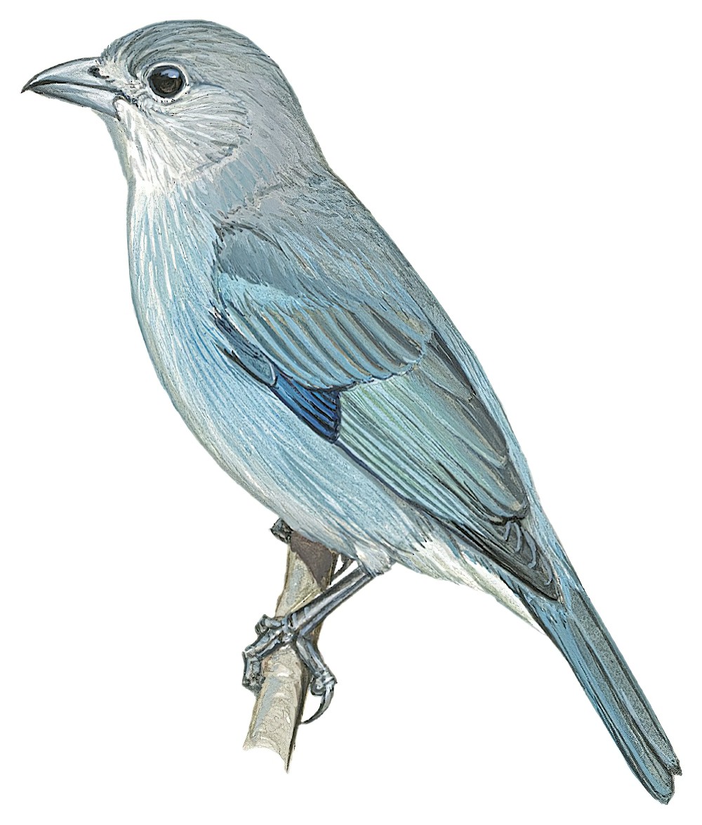 Glaucous Tanager / Thraupis glaucocolpa
