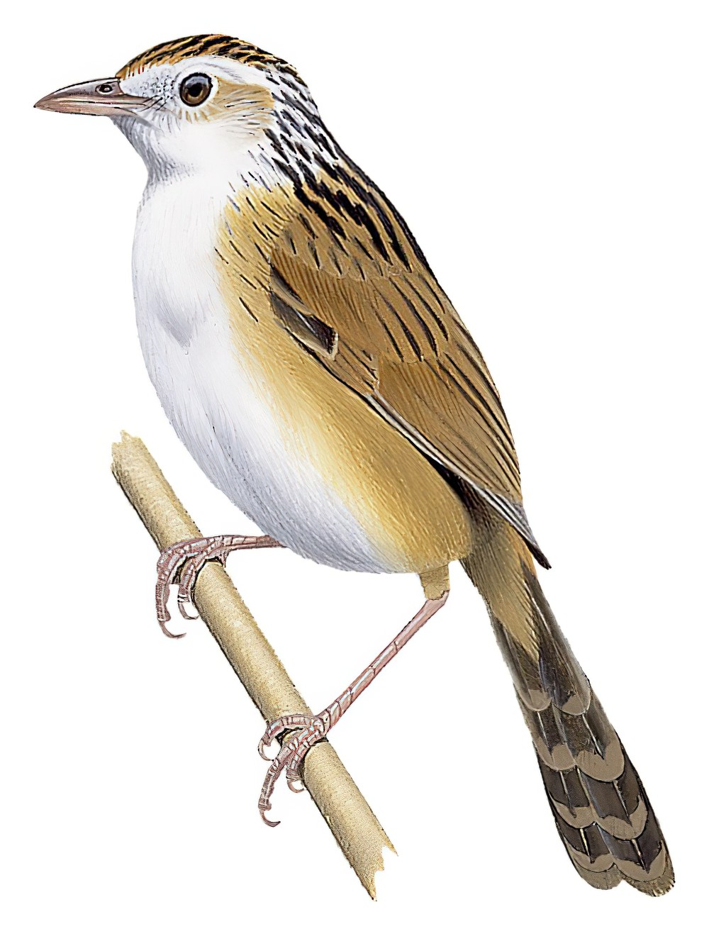 Indian Grassbird / Graminicola bengalensis