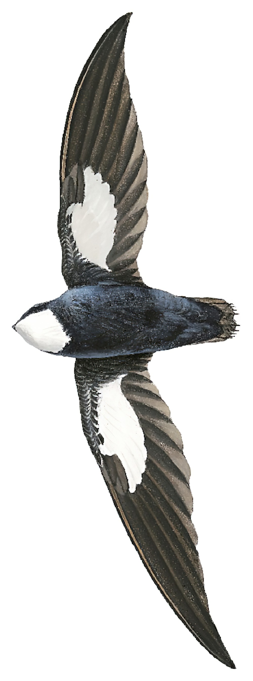 Philippine Spinetailed Swift / Mearnsia picina