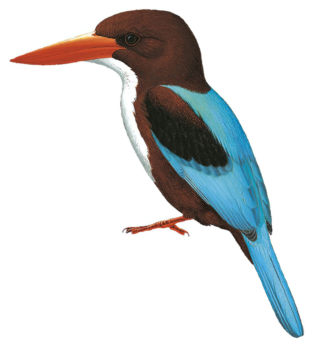 White-throated Kingfisher / Halcyon smyrnensis
