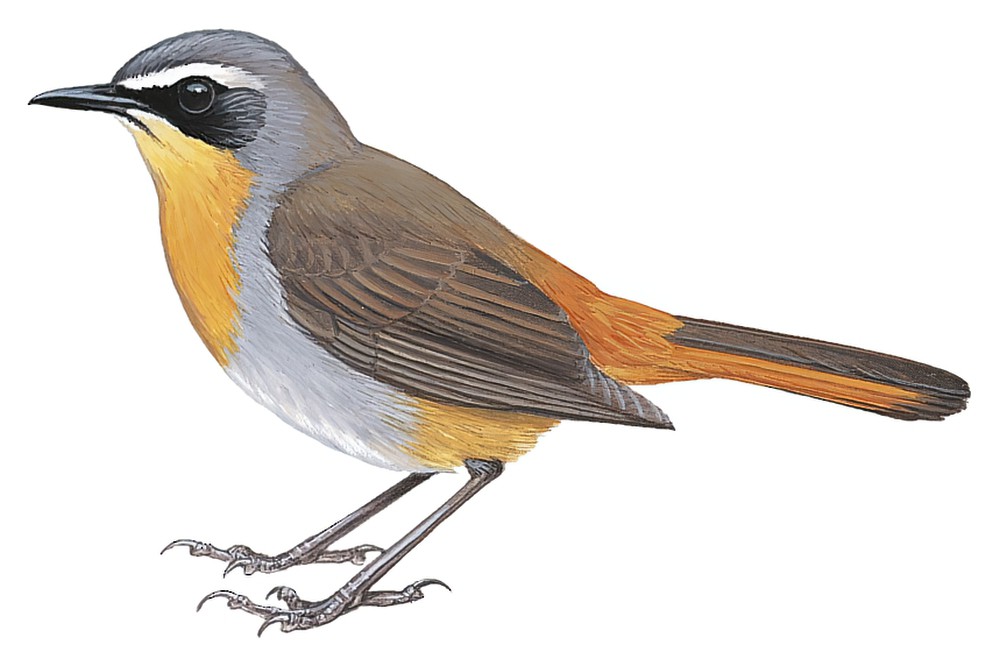 Cape Robin-Chat / Cossypha caffra
