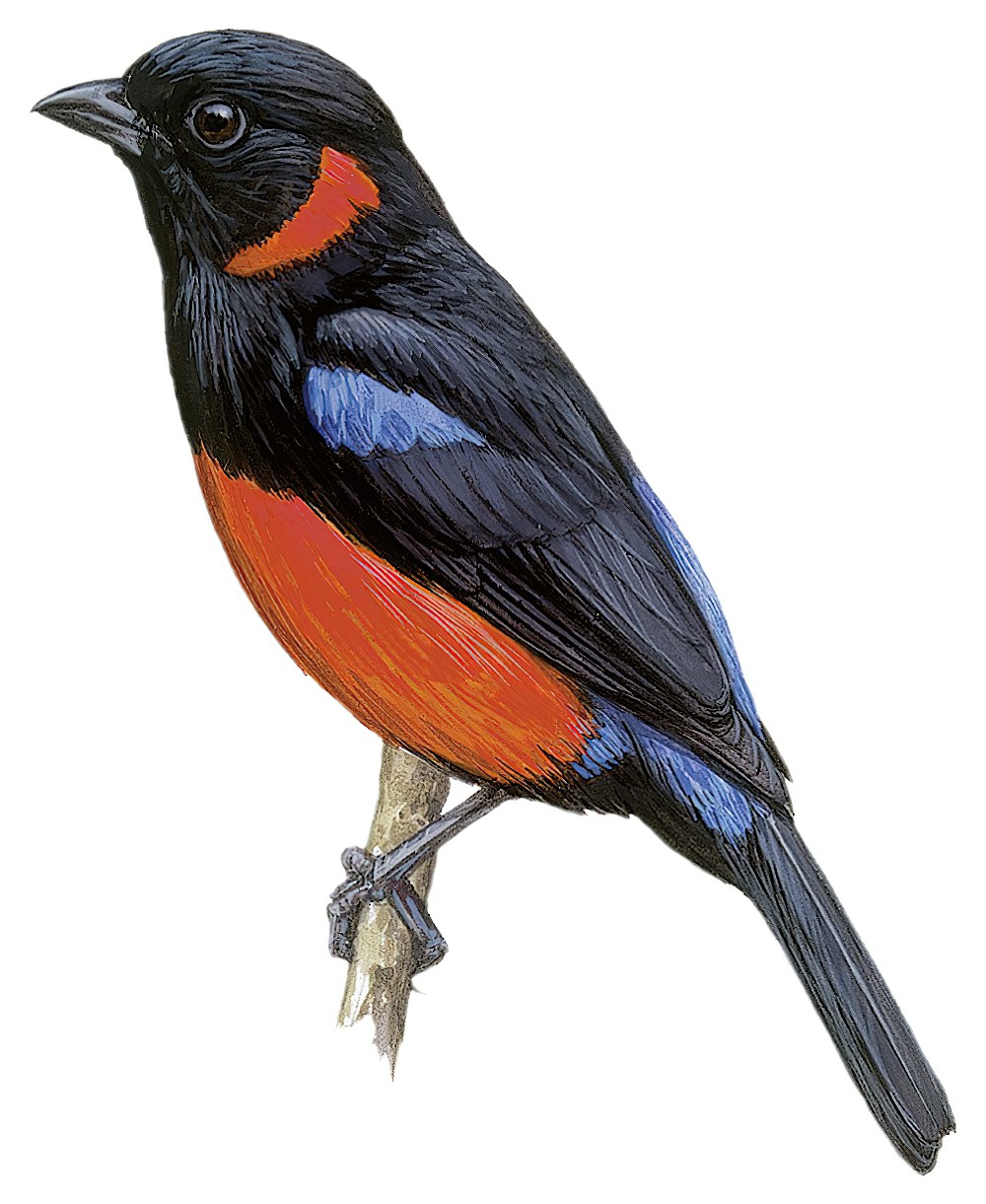 Scarlet-bellied Mountain-Tanager / Anisognathus igniventris