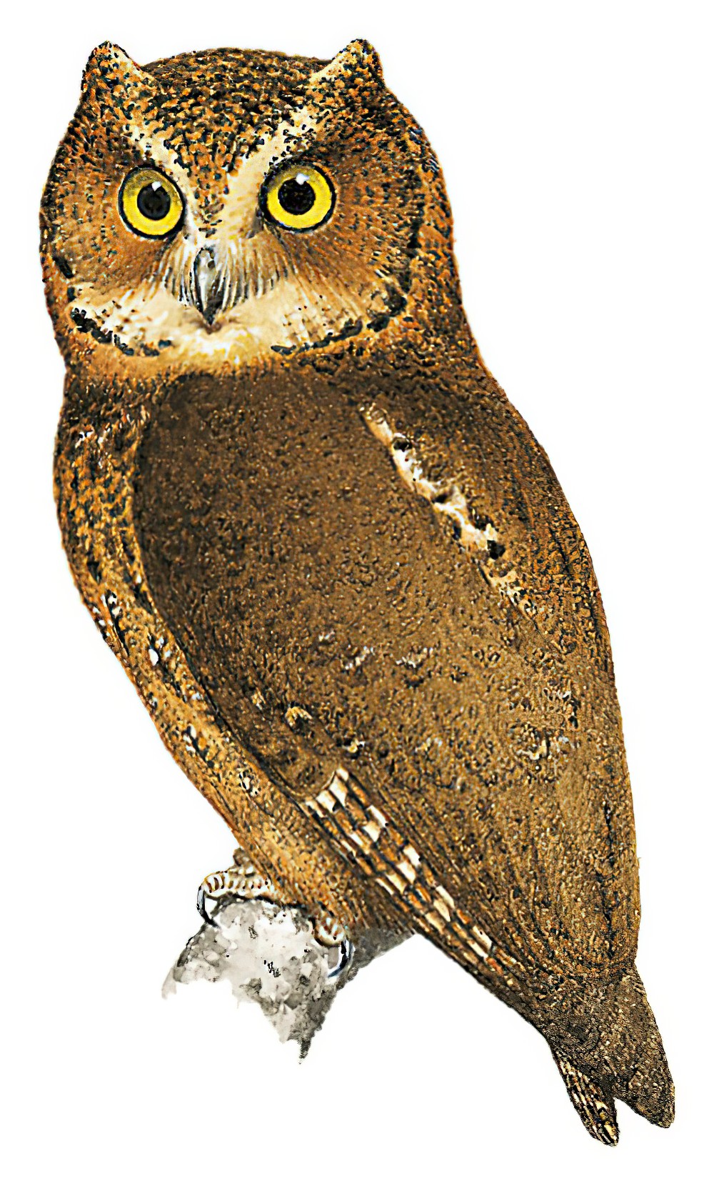 Mindoro Scops-Owl / Otus mindorensis