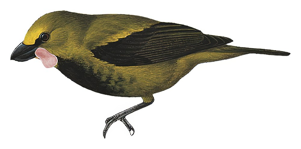 Wattled Ploughbill / Eulacestoma nigropectus